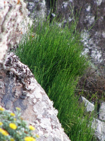 Pinus radiata