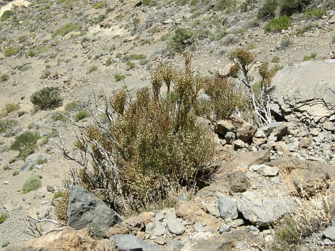 Ephedra major