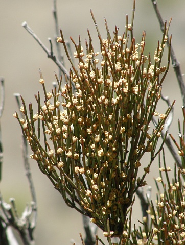 Ephedra major