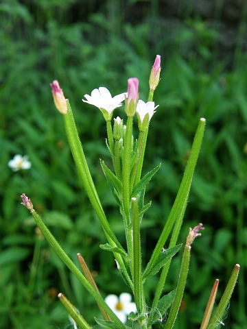 Epilobium parviflorum