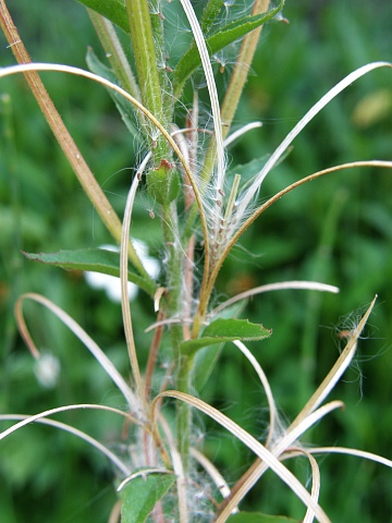 Epilobium parviflorum