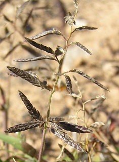 Eragrostis barrelieri