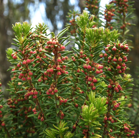 Erica platycodon