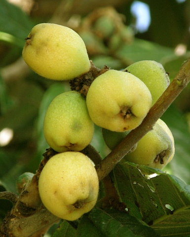 Frutos de Eriobotrya japonica