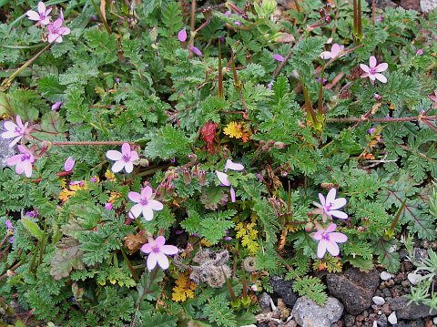 Erodium cicutarium