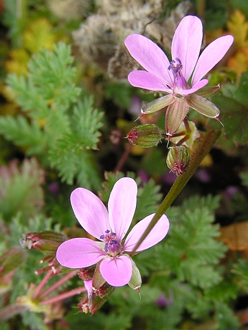 Erodium cicutarium