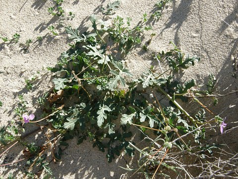 Erodium hesperium