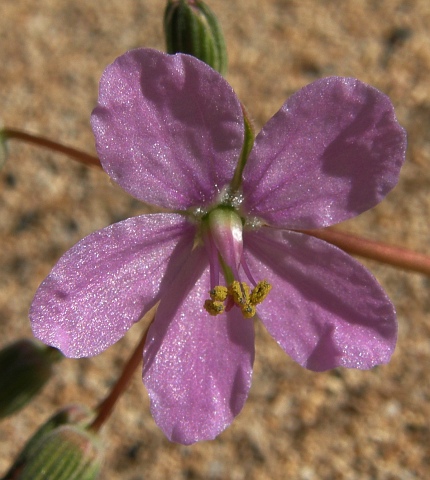 Erodium hesperium