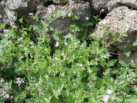 Erodium laciniatum