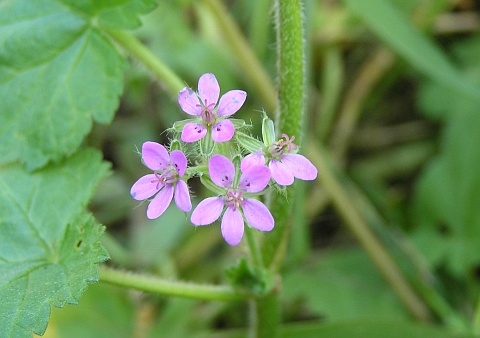 Erodium malacoides