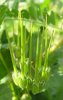 Frutos de Erodium malacoides