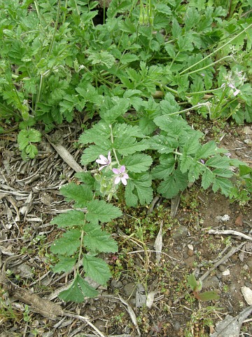 Erodium moschatum