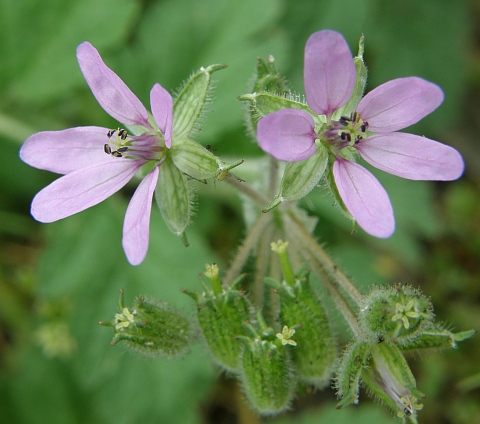 Flores de Erodium moschatum