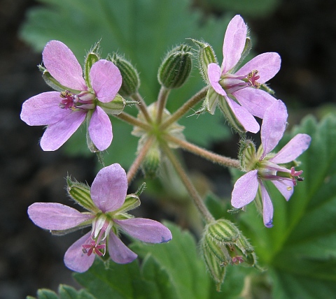 Flores de Erodium neuradifolium