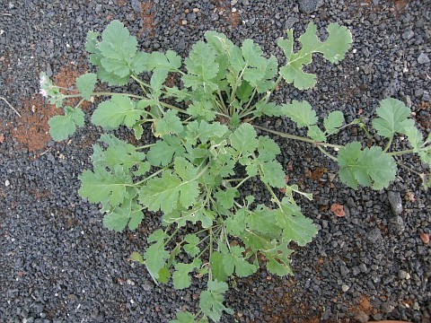 Erodium neuradifolium