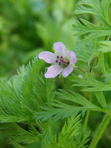 Erodium
          salzmannii