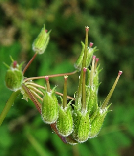 Frutos de Erodium
          salzmannii