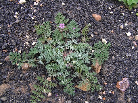 Erodium touchhyanum