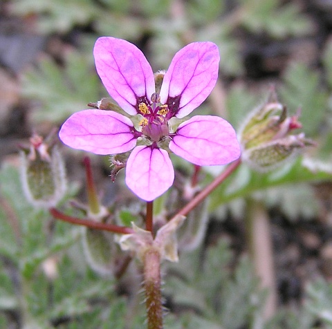 Erodium touchyanum