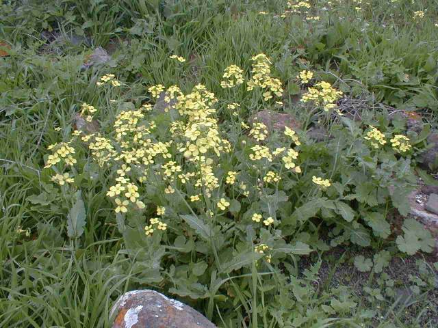 Flores de Erucastrum canariense