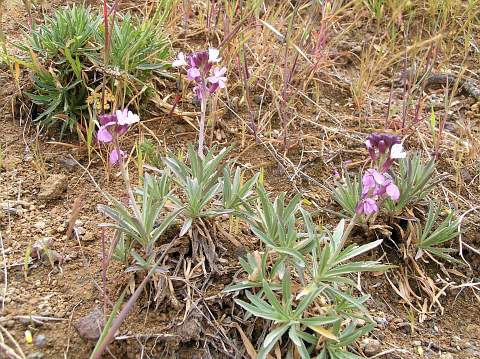 Erysimum albescens