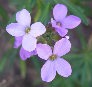 Erysimum bicolor