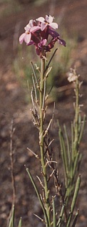 Detalle de la inflorescencia