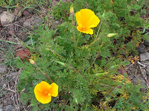 Eschscholzia californica