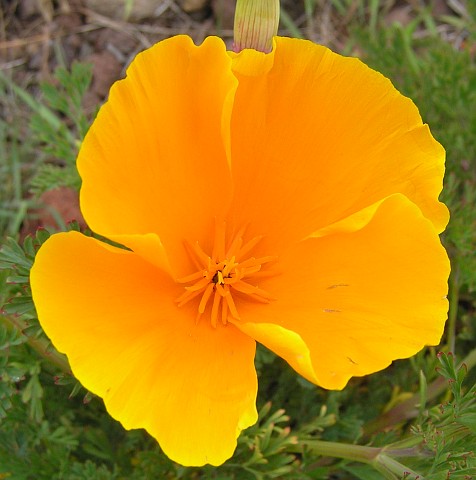 Flor de Eschscholzia californica