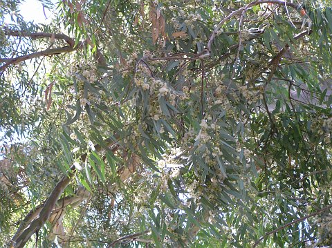 Eucalyptus camaldulensis