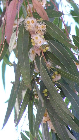 Eucalyptus camaldulensis