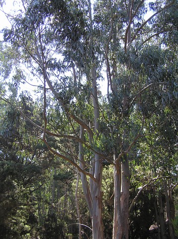 Eucalyptus globulus