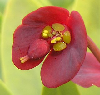 Euphorbia atropurpurea