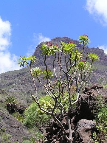 Euphorbia atropurpurea