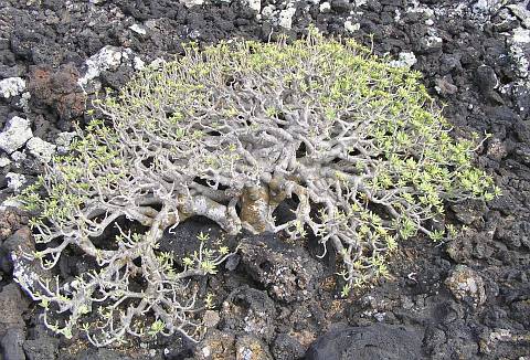 Euphorbia balsamifera