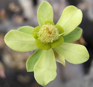 Flor de Euphorbia balsamifera