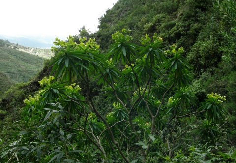 Euphorbia bourgeana