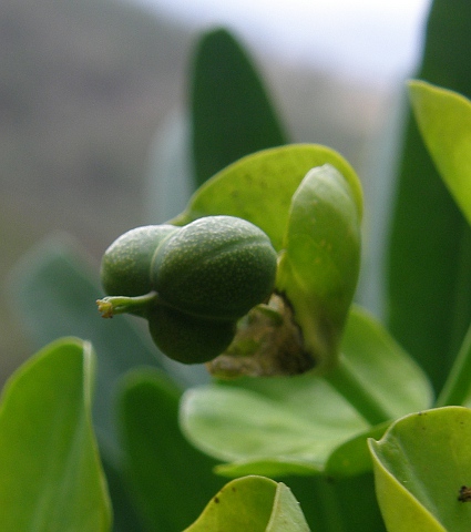 Euphorbia bourgeana