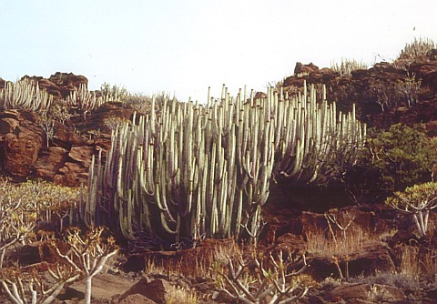 Euphorbia canariensis