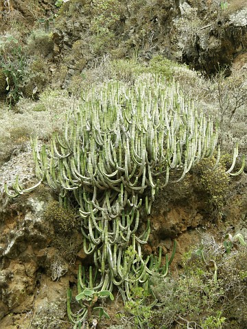 Euphorbia canariensis