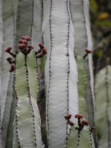 Euphorbia canariensis