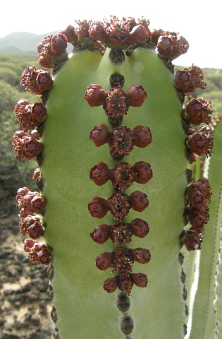 http://www.floradecanarias.com/imagenes/euphorbia_canariensis5.jpg