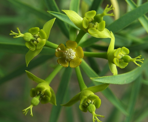 Euphorbia lamarckii