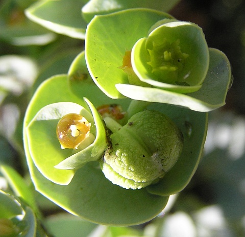 Euphorbia paralias