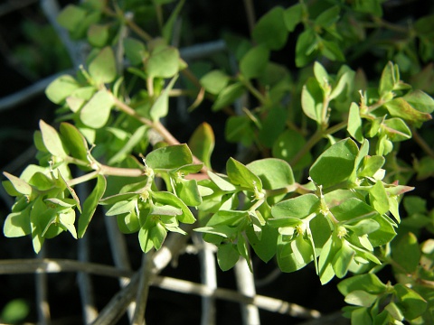 Euphorbia peploides