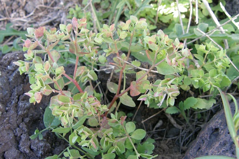 Euphorbia peploides