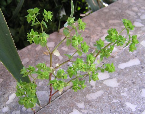 Euphorbia peplus photo