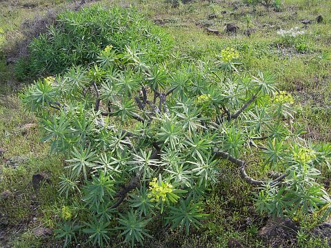 Euphorbia regis-jubae