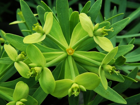 Euphorbia regis-jubae