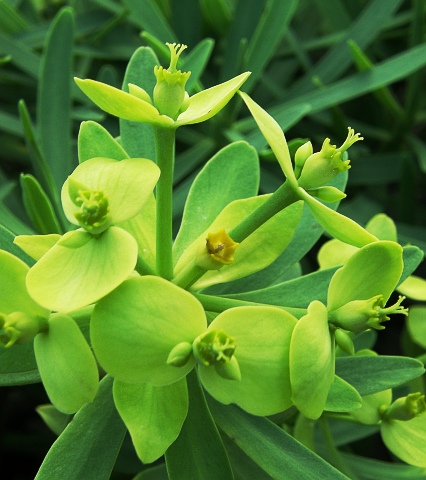 Euphorbia regis-jubae